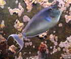 Bluespine unicornfish, является рыба, которая может быть найден в Индо-Тихоокеанском регионе